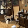 いつも2匹でお迎え「誰が帰ってきたかな？」