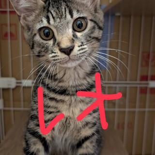 去勢完了キジサバ　まん丸お目々仮名レオ君