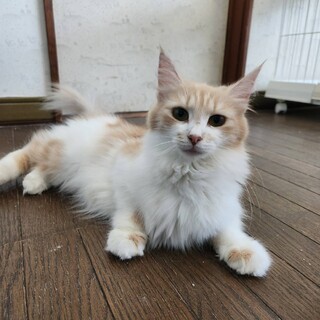 ノルウェージャンフォレストキャットの1歳の女の子