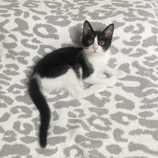 白黒ハチワレ しっぽが長い女の子 約3〜4ヶ月 