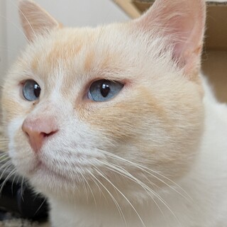 ブルーの瞳が綺麗な男の子