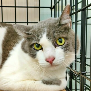 我慢強くて慎重派のイケメン！白灰色の猫『すいくん』