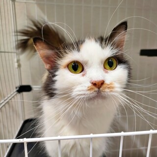 【面談中】可愛い♡マンチカン『まおまおちゃん』