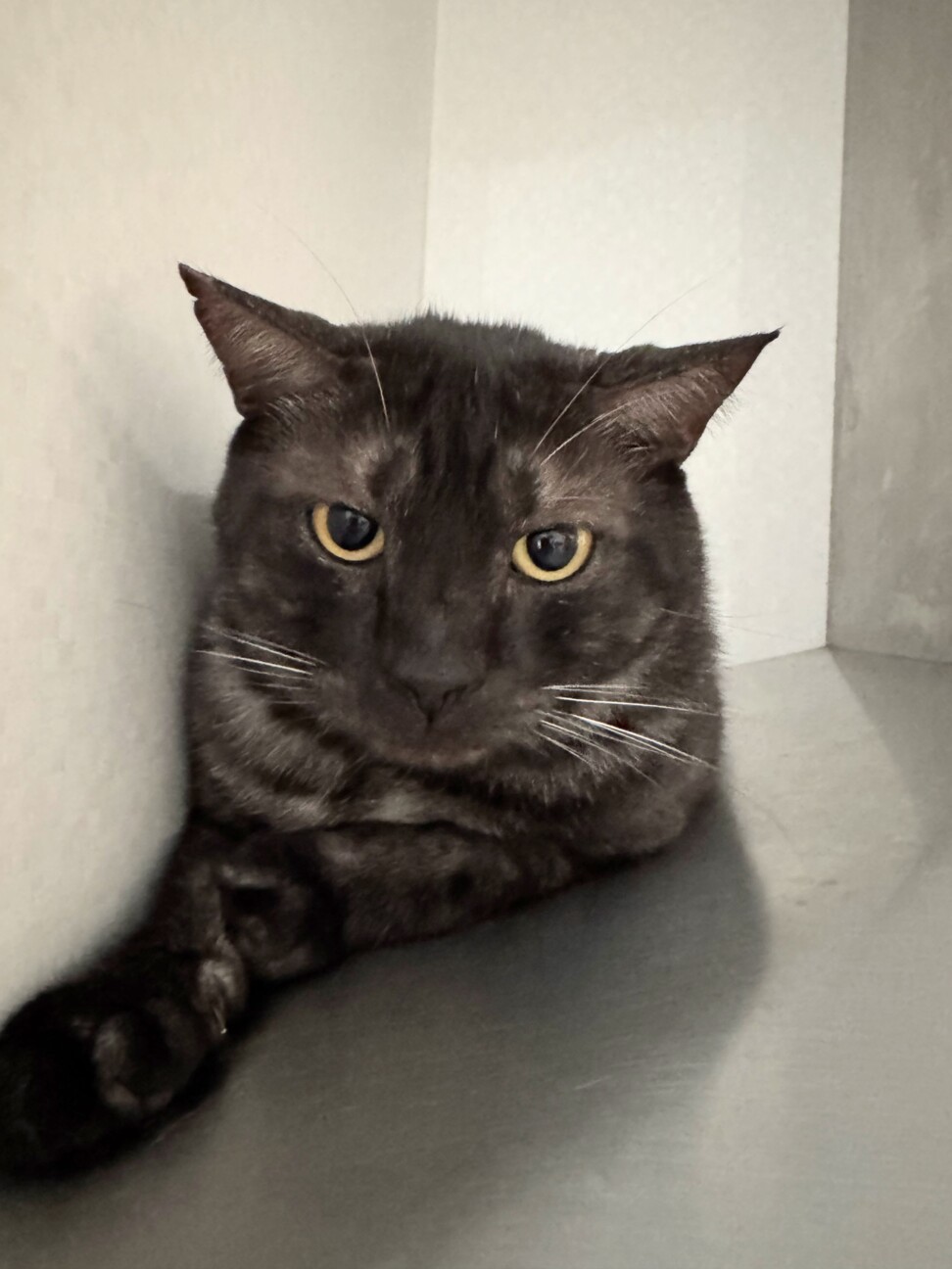 チャオチャオちゃ男くん サムネイル5