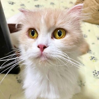 甘えん坊なミルキーちゃん