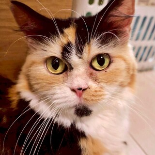 人懐っこく甘えん坊の『ののちゃん』