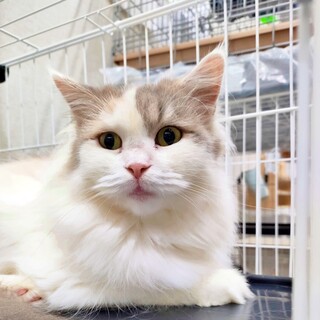 ふわふわパステル三毛のスコティッシュ♡スージー