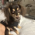 人懐っこい元気っ子