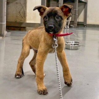 【相談中】かわいい子犬　にっちくん　2ヶ月