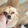 ずっとのおうちが決まりました！りんちゃん♡ サムネイル3