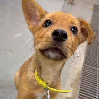 【相談中】かわいい子犬　さっちちゃん　2ヶ月