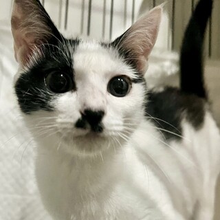 先住やお子さん大丈夫　10年後以降飼育不可時応相談