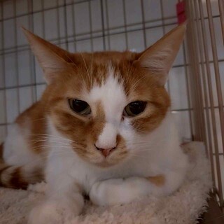 どの猫とも仲良くできます！人間は少し怖いかな。