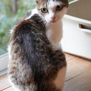 人が大好き穏やかで甘え上手な、さよりちゃん