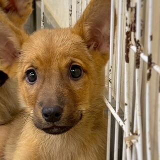 【相談中】かわいい子犬　うなぎちゃん　2ヶ月