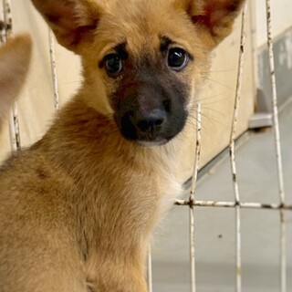 【相談中】かわいい子犬　丑くん　2ヶ月