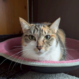 頑張り屋さんの三毛猫　もりりん♀