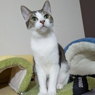 美少女系キジ白ガール♡　リース♀