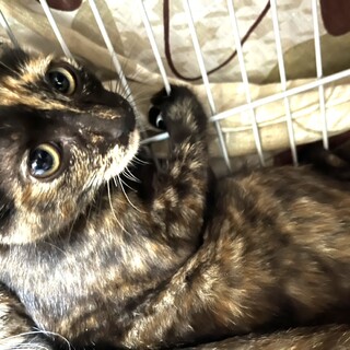 うちこ：姉妹のたけこと大の仲良しです