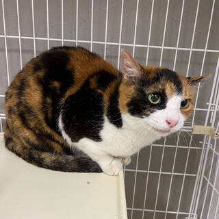 おっとり三毛猫のリンリン