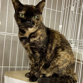 おっとりシニアのサビ猫⭐︎オハナ