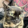 おっとりシニアのサビ猫⭐︎オハナ サムネイル2