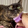 おっとりシニアのサビ猫⭐︎オハナ サムネイル3