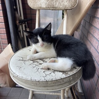 元気で尻尾が短いハチワレくん