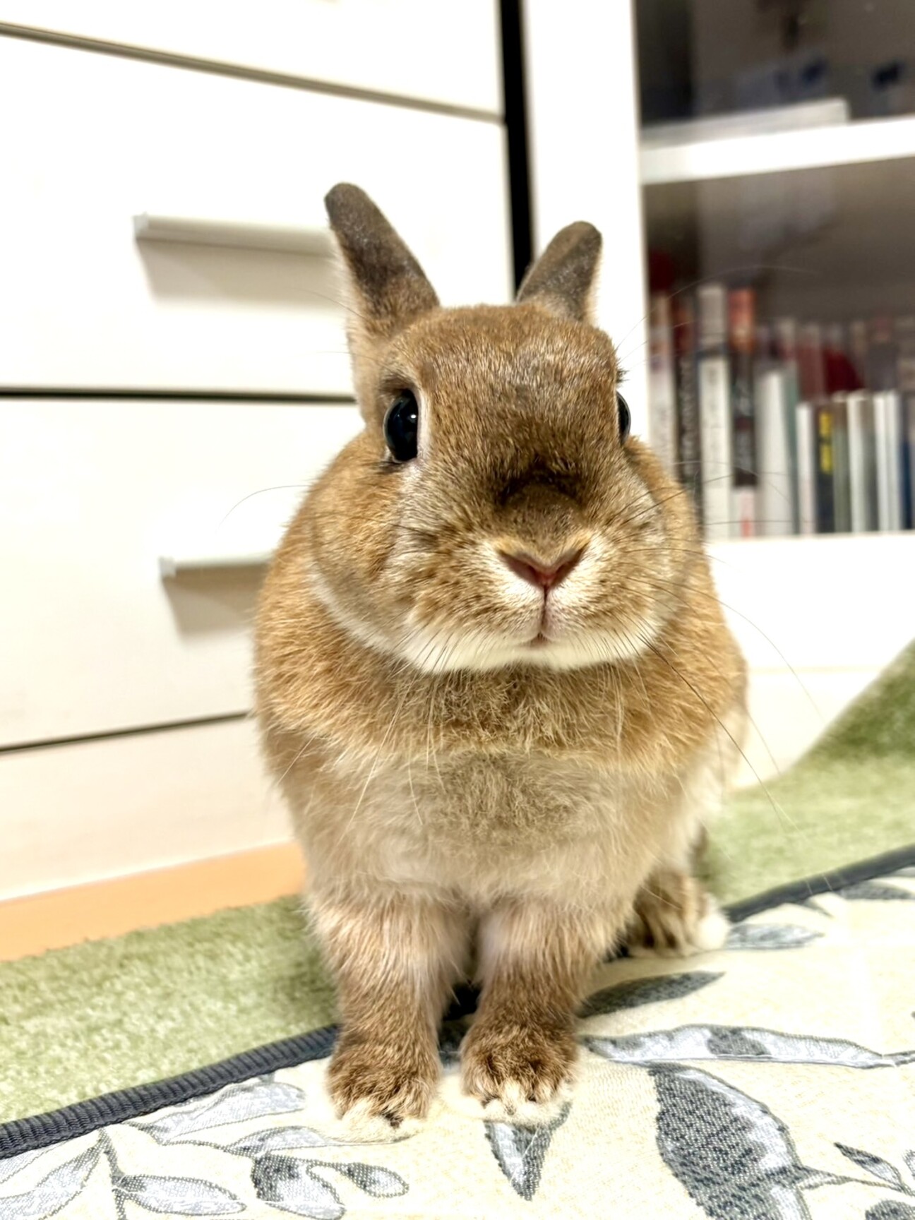保護うさぎ・モカちゃん（」神奈川県 - 小動物の里親募集(513277