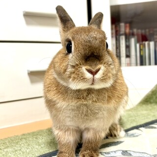 保護うさぎ・モカちゃん（みなとみらい）