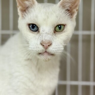 オッドアイのシニア白猫⭐︎コナ♂