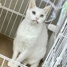 オッドアイのシニア白猫⭐︎コナ♂ サムネイル2