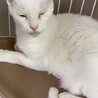 オッドアイのシニア白猫⭐︎コナ♂ サムネイル3