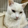 オッドアイのシニア白猫⭐︎コナ♂ サムネイル4