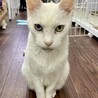 オッドアイのシニア白猫⭐︎コナ♂ サムネイル5