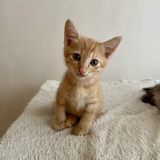 元気で可愛い男の子です