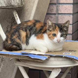 おてんばで尻尾の短い三毛猫ちゃん