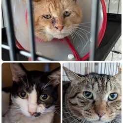 3匹の医療について