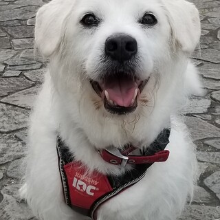 穏やかでのんびりなワンコ