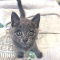 女の子！人懐っこく元気な子猫