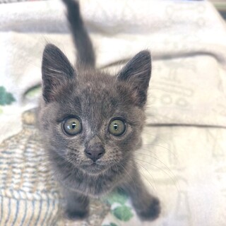 女の子！人懐っこく元気な子猫