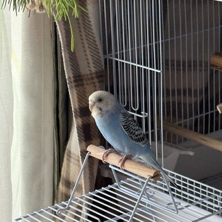 2025年2月生まれセキセイインコ(女の子)