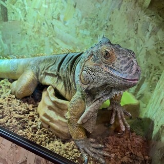 グリーンイグアナの女の子4歳