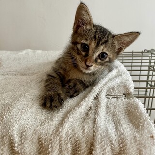 表情が可愛い女の子です