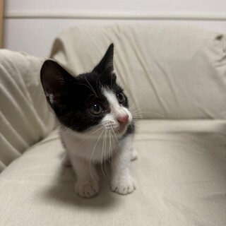 子猫ちゃん(オス) 生後約1.5ヶ月 体重600g