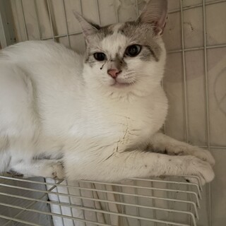 ラグドールの子供？青い目のマメ太くん