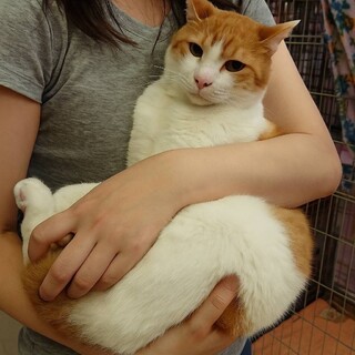 大きめ茶白男子・おっとり・むっくり推定4〜５歳♪