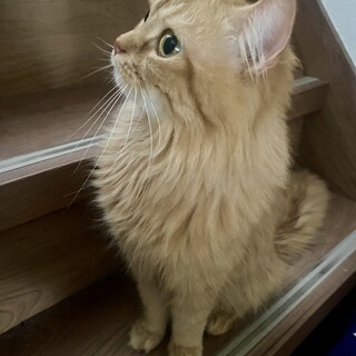 スコティッシュフォールド　オス　7歳くらい