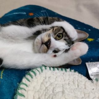 【11/16譲渡会】控えめ女子マオマオ