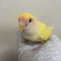 コザクラインコ　3歳　メス　もこちゃん